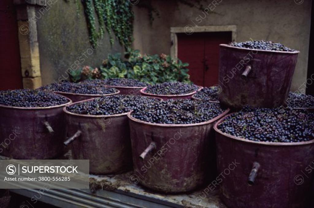 Stock Photo: 3800-556285 Wine Harvest
