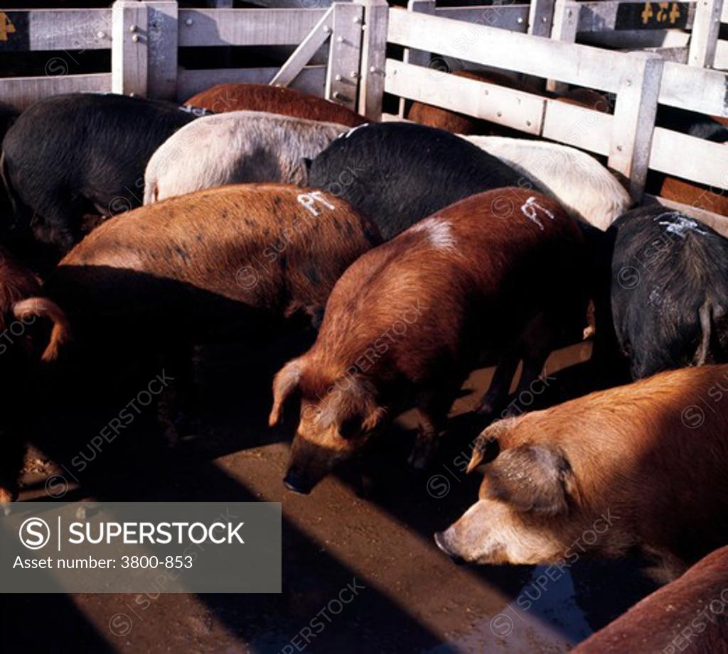 Stock Photo: 3800-853 USA, Kansas, Beloit, Pigs feeding in pen