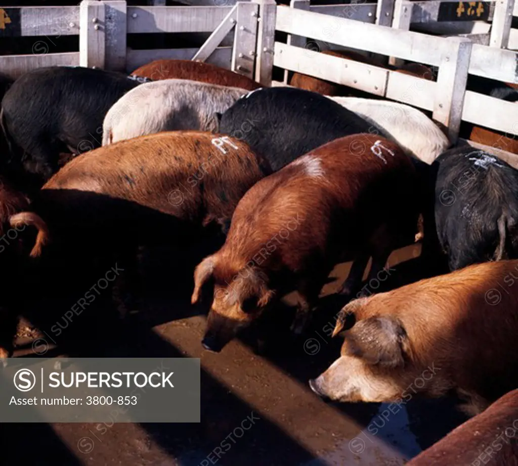 USA, Kansas, Beloit, Pigs feeding in pen