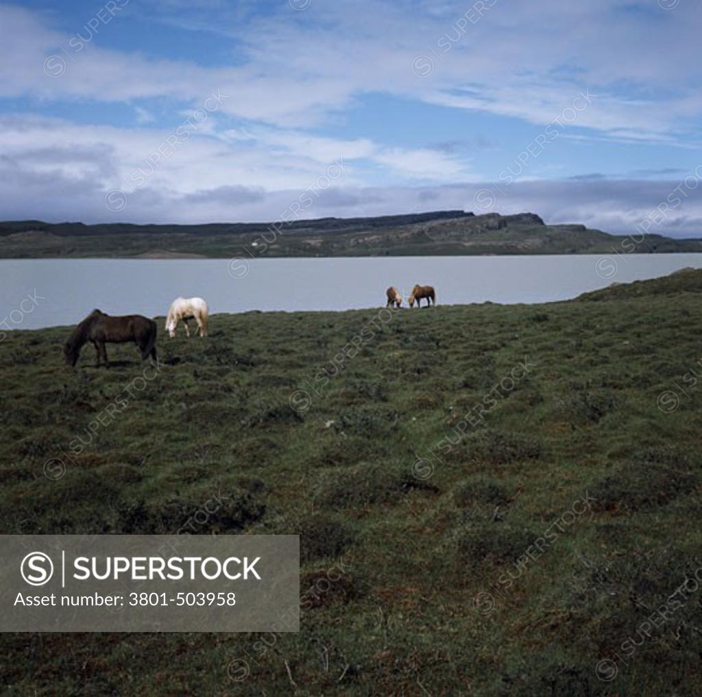 Stock Photo: 3801-503958 Icelandic Ponies Lake Logurinn Egilsstadir, Iceland