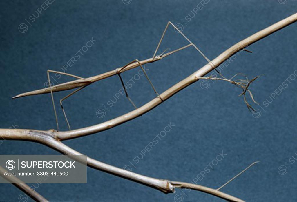 Stock Photo: 3803-440500 Walking Stick