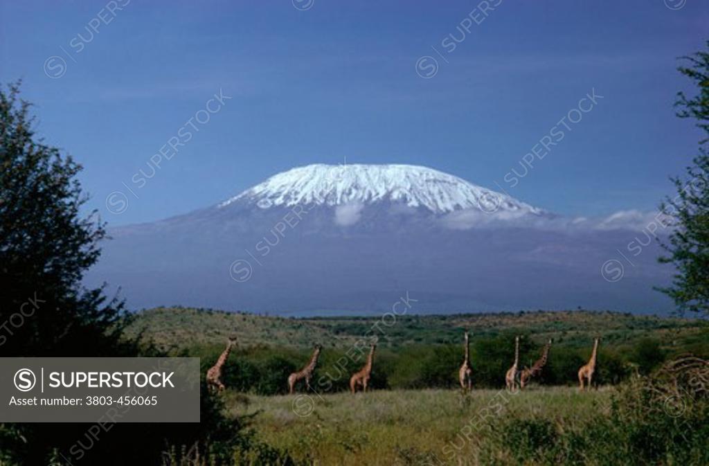 Stock Photo: 3803-456065 Mount Kilimanjaro  Tanzania