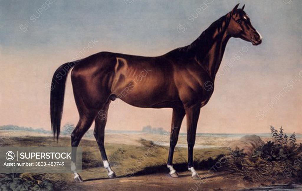 Stock Photo: 3803-489749 The Celebrated Horse "Lexington" Currier & Ives (active 1857-1907/American) 