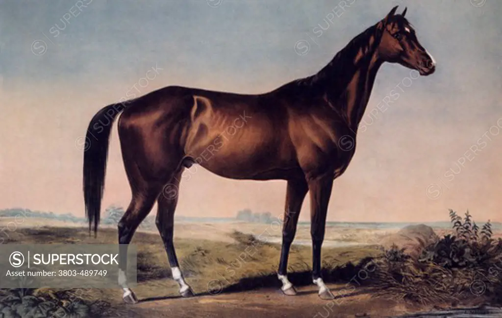 The Celebrated Horse "Lexington" Currier & Ives (active 1857-1907/American) 