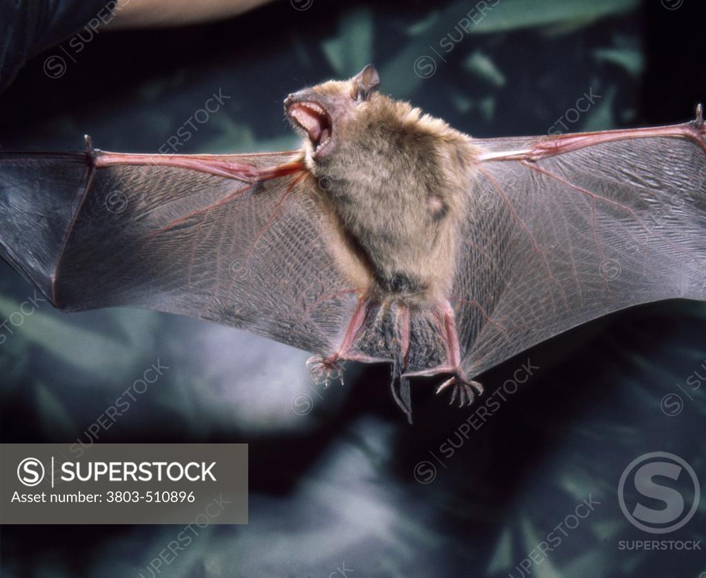Stock Photo: 3803-510896 Close-up of a Brown Bat with its wings stretched out
