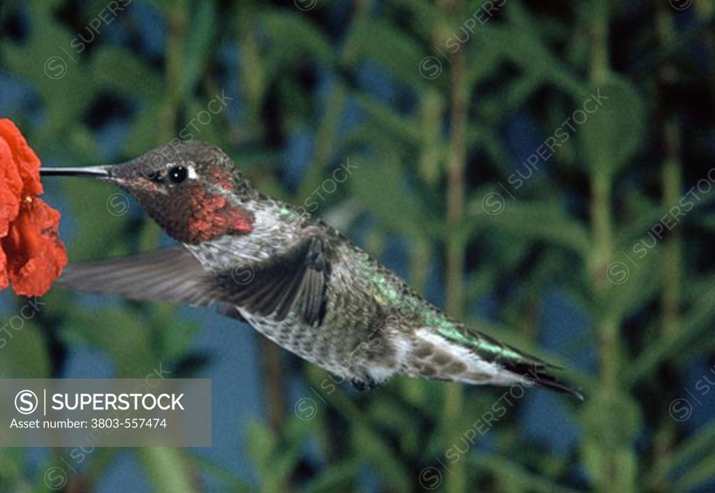 Stock Photo: 3803-557474 Anna's hummingbird (Calypte anna) pollinating a flower