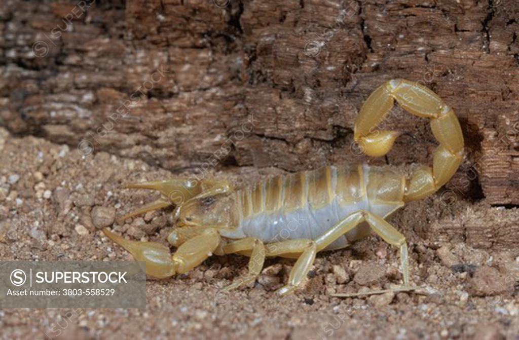 Stock Photo: 3803-558529 Giant desert hairy scorpion (Hadrurus arizonensis)