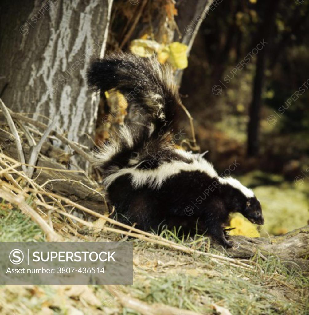 Stock Photo: 3807-436514 Side profile of a skunk standing in a forest