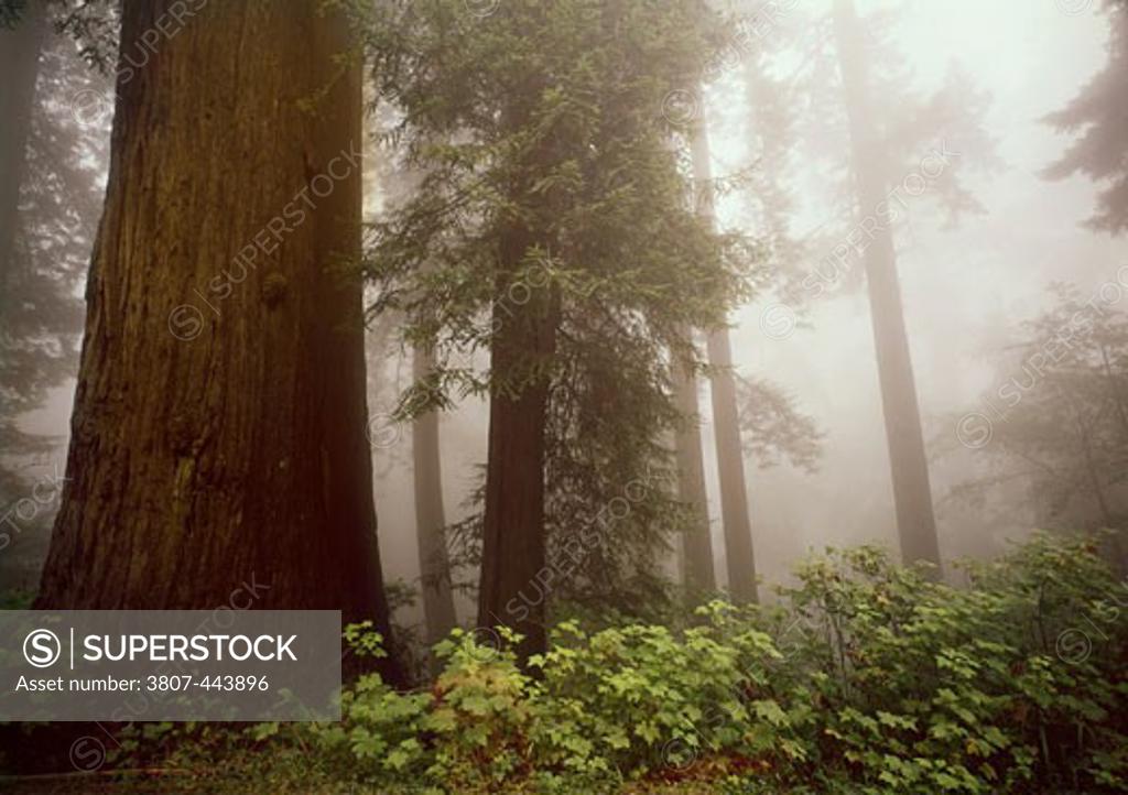 Stock Photo: 3807-443896 Sequoia Trees Del Norte Coast Redwoods State Park California USA