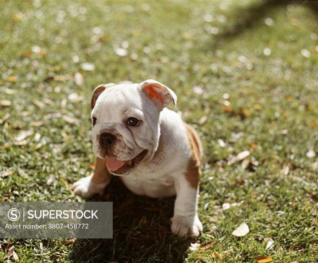 Stock Photo: 3807-458772 English Bulldog