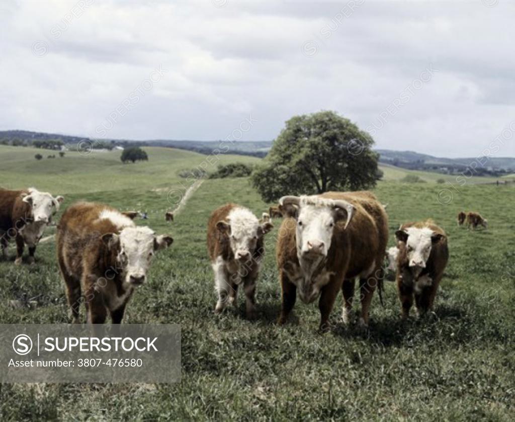 Stock Photo: 3807-476580 Hereford Cattle