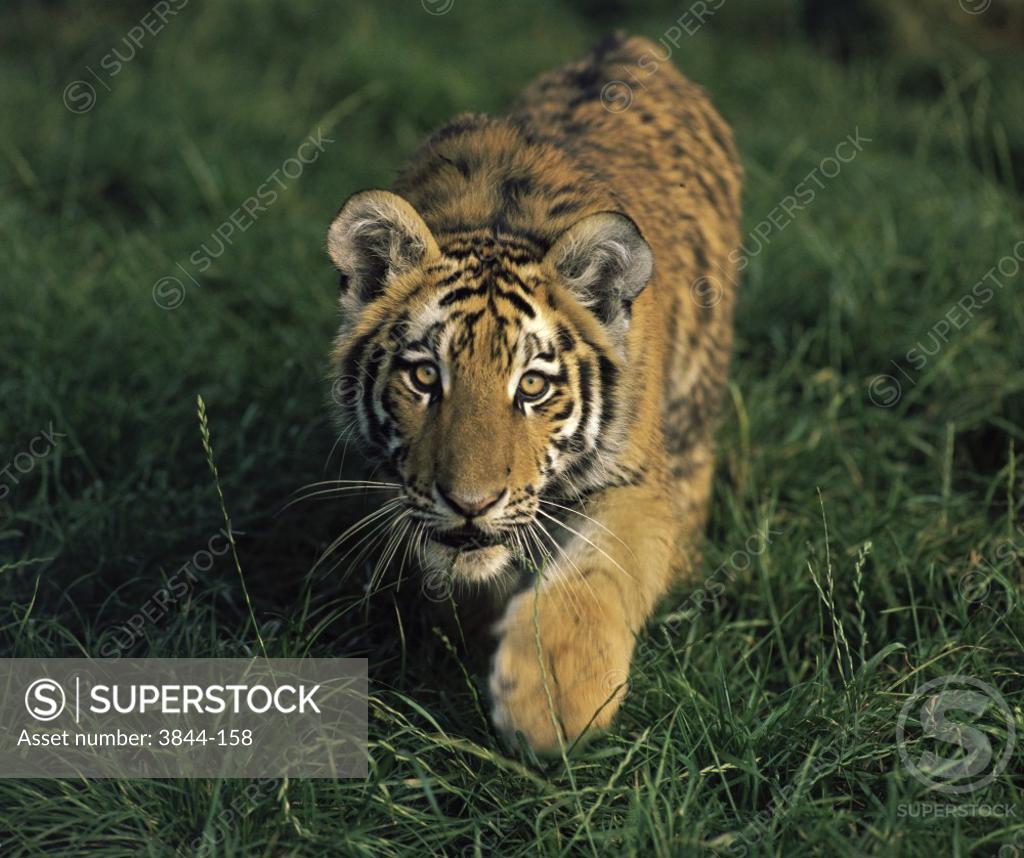 Stock Photo: 3844-158 Tiger