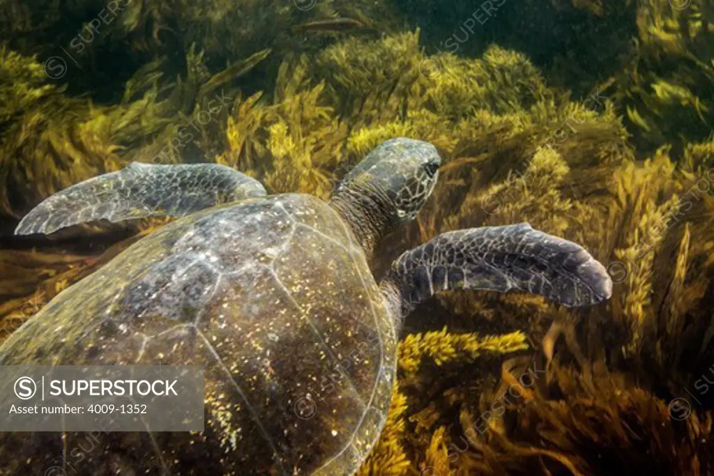 Ecuador, Galapagos Islands, Sea turtle swimming in sea