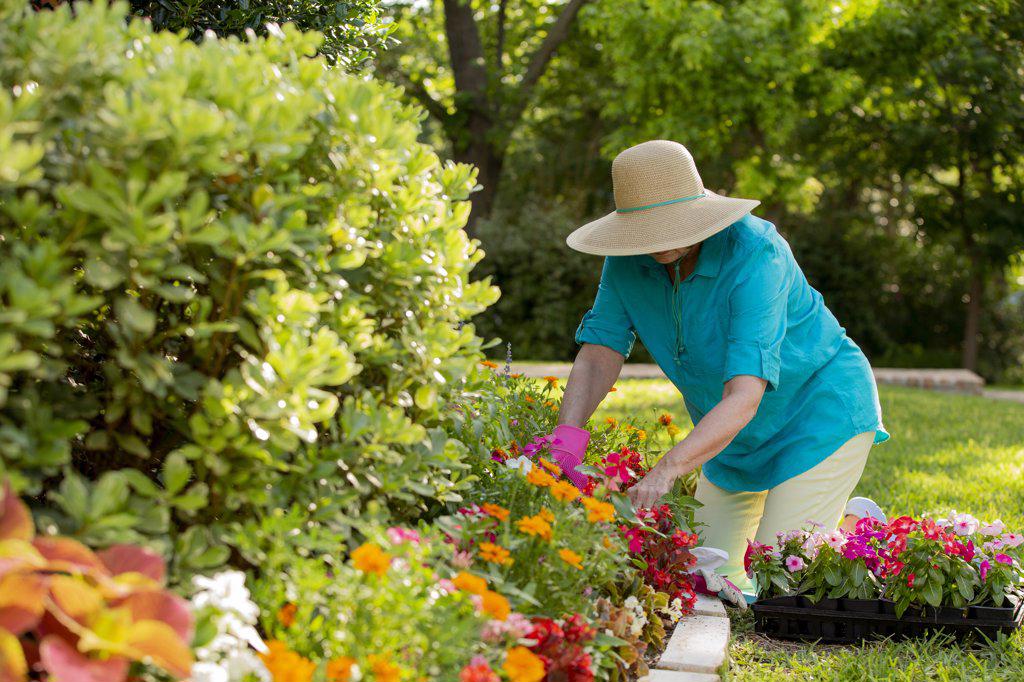 Senior Caucasian woman gardening in her yard, planting flowers in front of house 