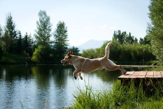 Dog jumping off dock into river
