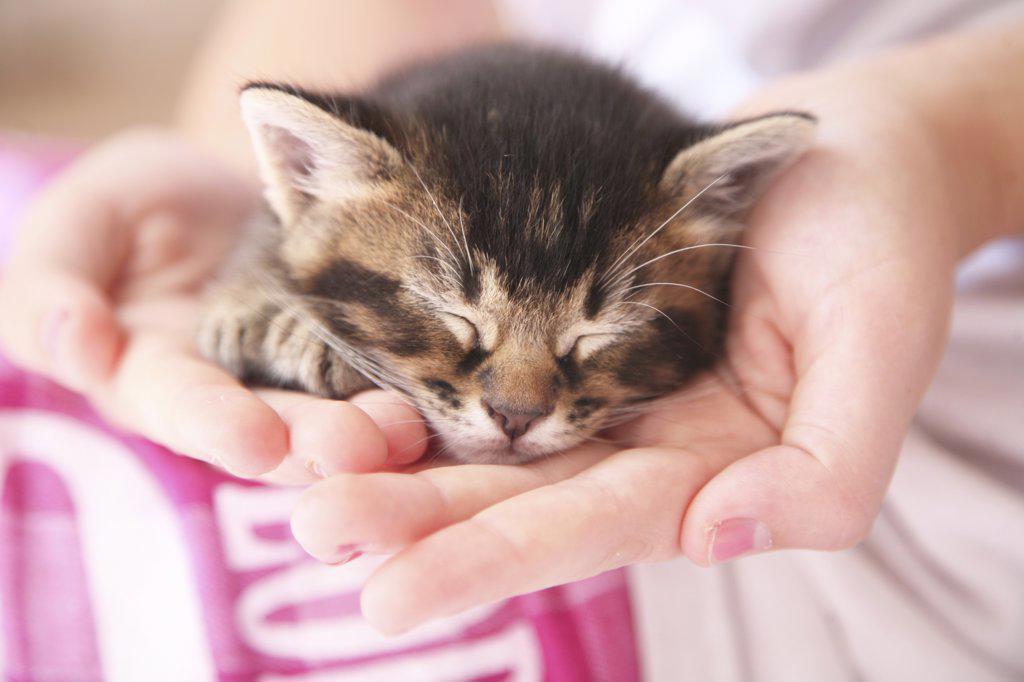 Kitten Sleeping on Child