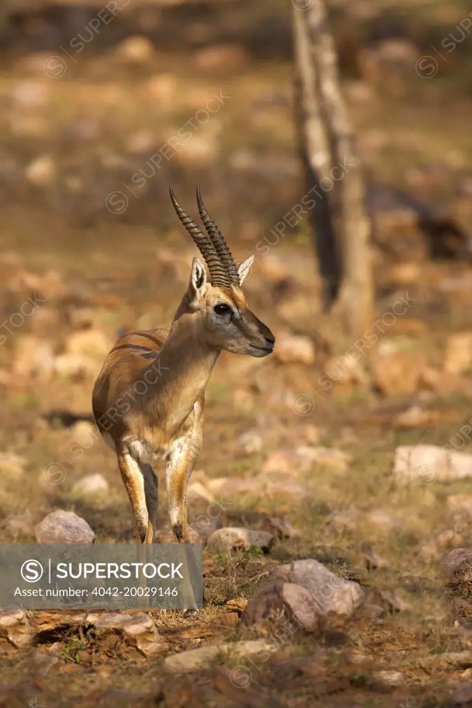 Indian Gazelle, or Chinkara, Gazella bennettii, Ranthambore National Park,  Rajasthan, India, Asia - SuperStock