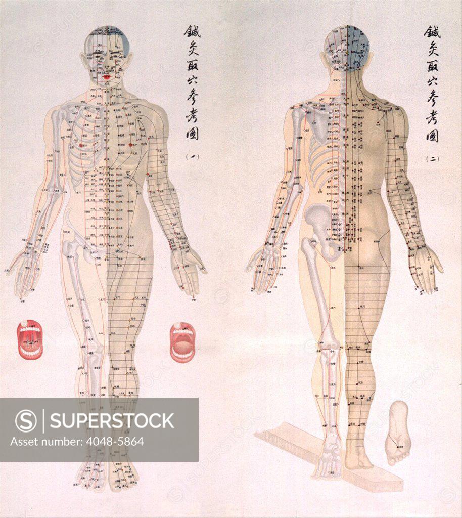 Stock Photo: 4048-5864 Chinese chart of acupuncture points on a male body, with bones are depicted on half of his body and muscles on the other half. Acupuncture points are noted all across the body. 1956.