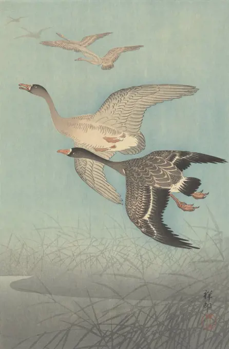 White-Fronted Geese in Flight, by Ohara Koson, 1925-36 , Japanese print, color woodcut (BSLOC_2016_3_288)