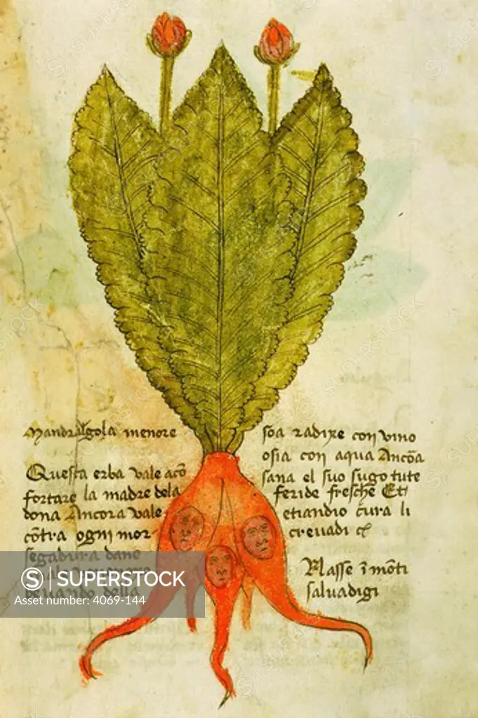 Mandrake supposed to cure every wound, from manuscript Herbal, from Trento, 14h century