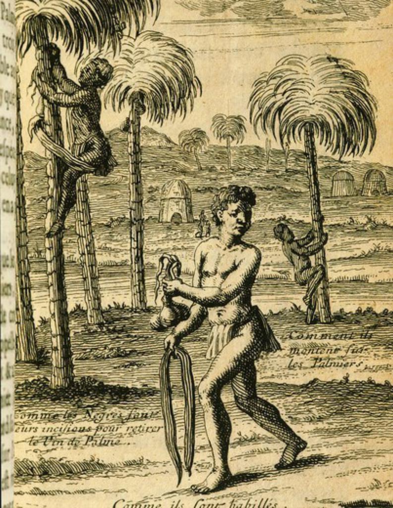 Collecting fruit of palm trees for oil engraving from Journeys of Lemaitre in Senegal and Gambia 1682