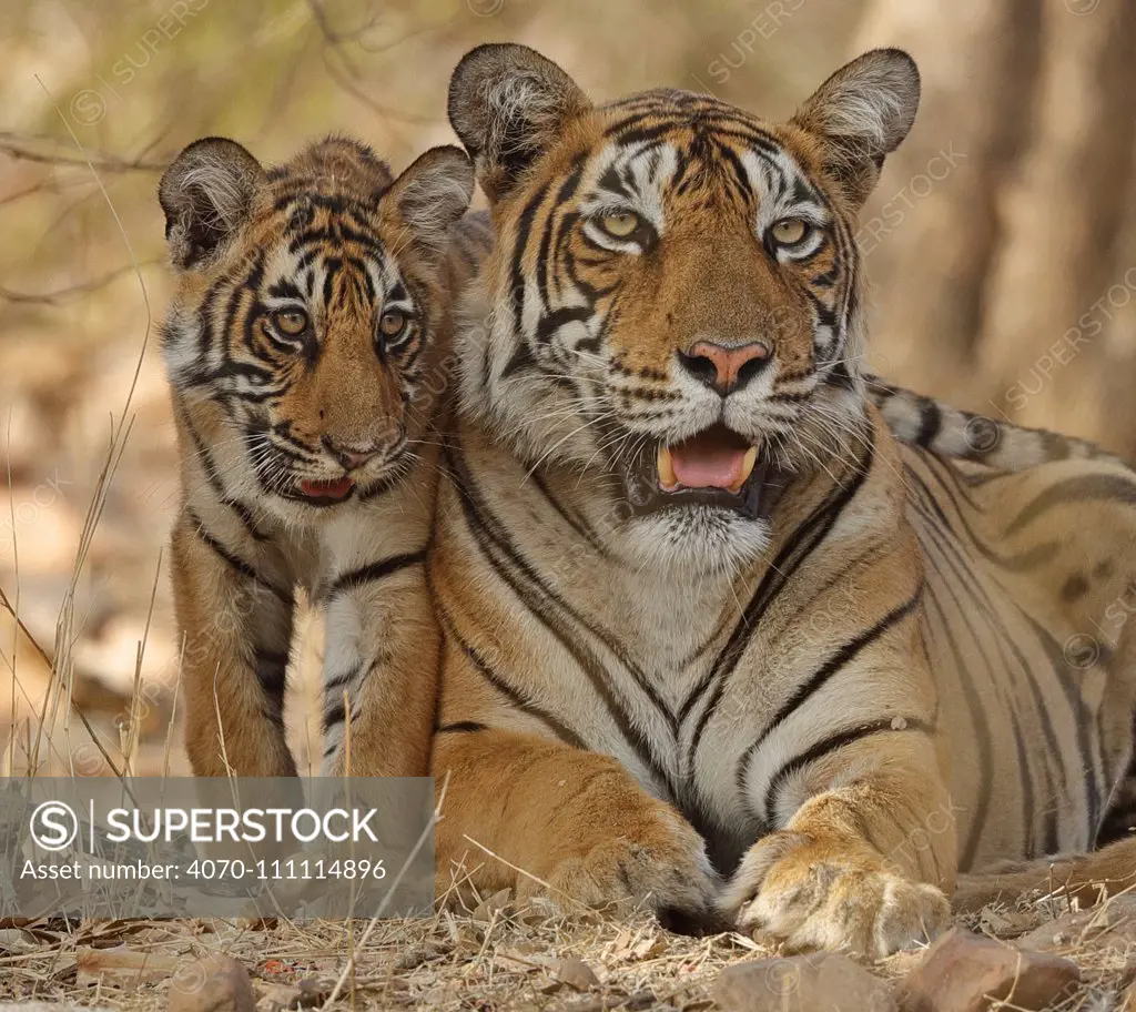Bengal tiger (Panthera tigris tigris) mother with cub age four months,
Ranthambhore, Rajhasthan, India