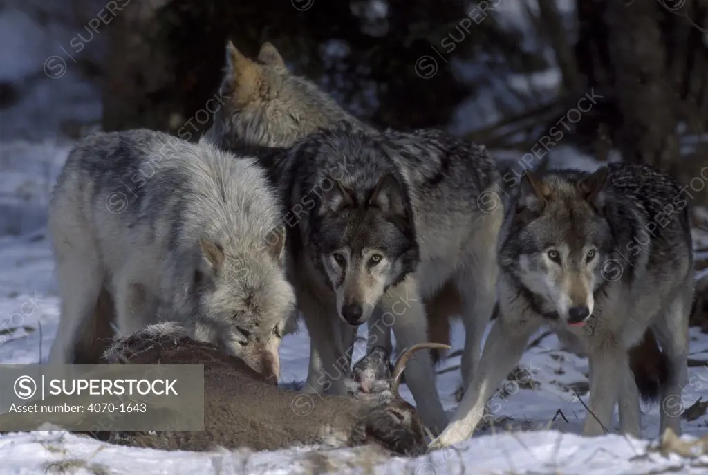 Grey wolf pack feeding on deer {Canis lupus} Canada. Captive.