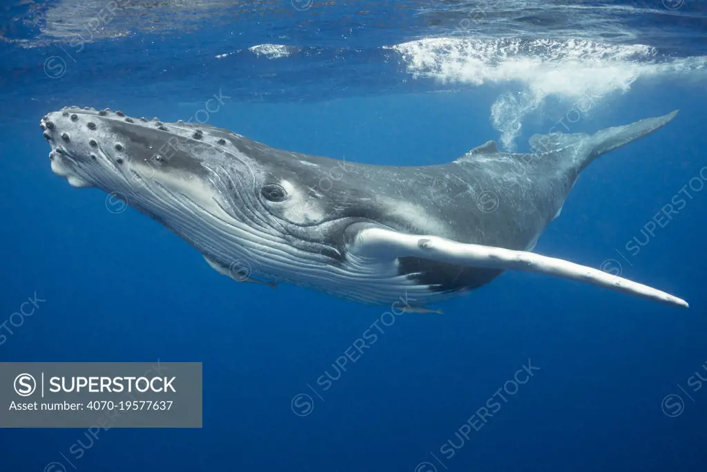 Humpback whale (Megaptera novaeangliae) calf with Remora fish (Echeneidae) on underside. Vava'u, Kingdom of Tonga, South Pacific.