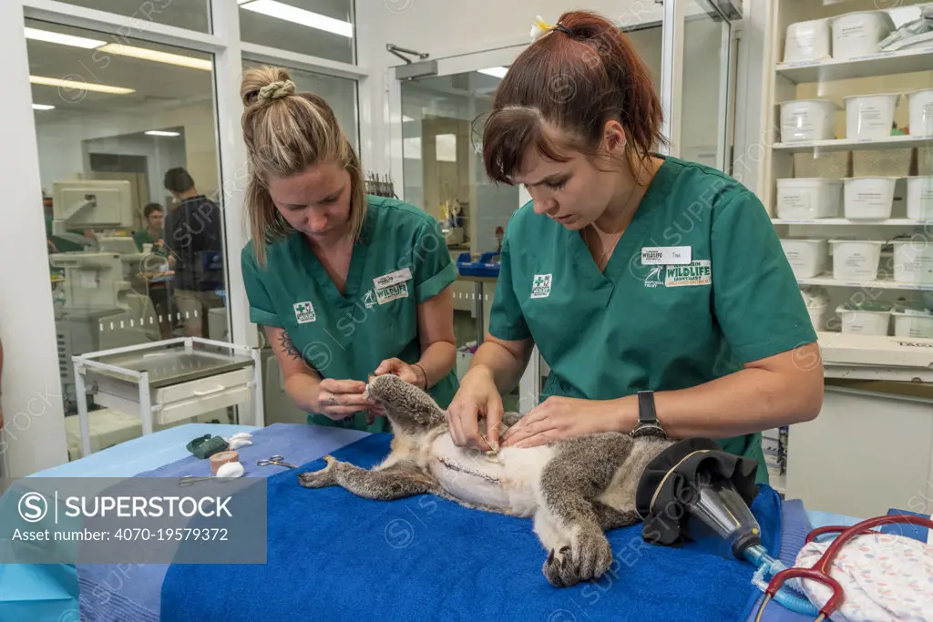Koala (Phascolarctos cinereus) male under anaesthetic. Veterinary nurse and veterinarian replacing IV catheter and checking health following previous surgery for peritonitis. Temporarily captive prior to release. Currumbin Wildlife Hospital, Gold Coast, Queensland, Australia. November 2019. Model released. Editorial use only.