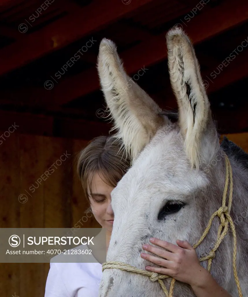 Girl stroking Donkey (Equus asinus) New Mexico, USA, September 2011, model released