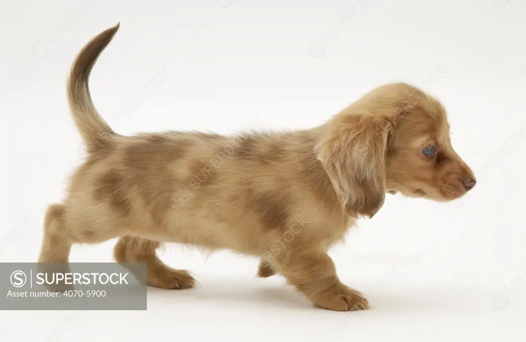 Cream Long Haired Dachshund: Complete Guide - Dog Leash Pro
