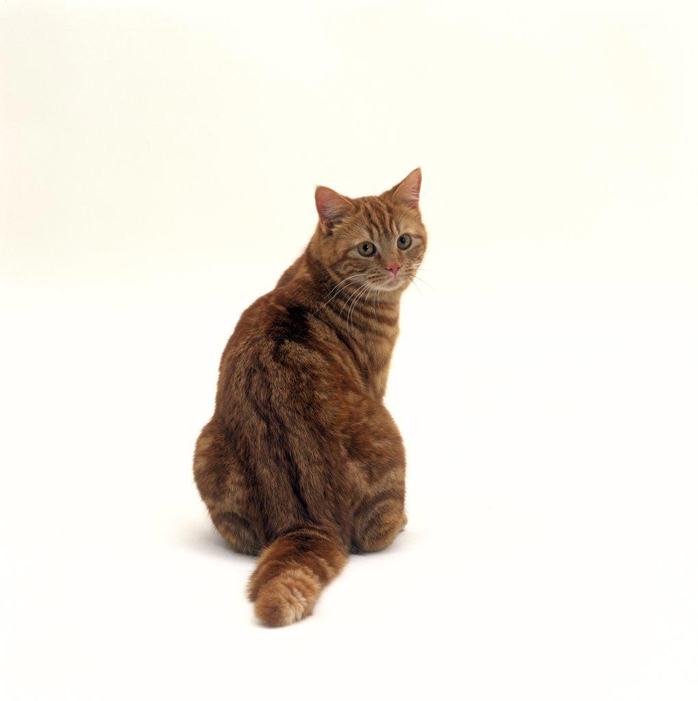 Domestic Cat {Felis catus} Red tabby female 'Glenda' rear view sitting