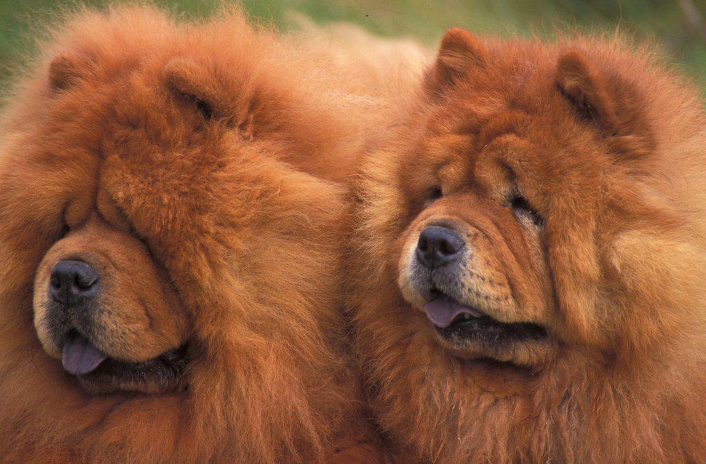 Two Chow chow dogs, rough coated Stock Photo 40703637