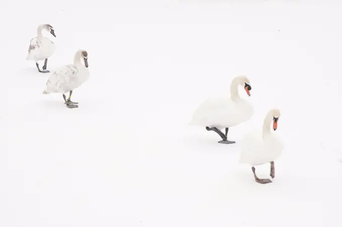 Four Mute swans (Cygnus olor) on snow, Hazerswoude, The Netherlands, February.