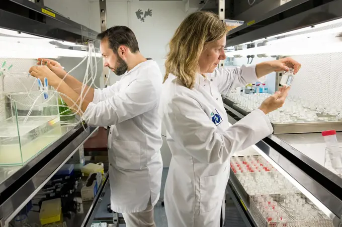 Ecotoxicologists conducting research in laboratory into impact of thiacloprid, a neonicotinoid, on aquatic organisms. Organisms found to be 2500 times more sensitive to the insecticide in the natural environment than in a lab. Living Lab, BioScience Park, Leiden University, The Netherlands. 2019. Model released.