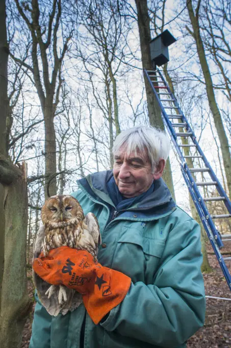 Bird ringer Fred Koning holding Tawny owl (Strix aluco) during ringing session. Part of 60 year long-term study to monitor raptor nests in a 3,400 hectare area of coastal dunes. Near Amsterdam, The Netherlands. February 2016. Model released.