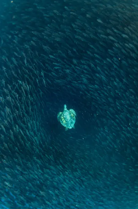 Green turtle (Chelonia mydas) swimming with shoal of striped salemas, Kicker Rock, San Cristobal Island,  Galapagos.