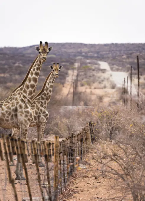 Angolan giraffe (Giraffa camelopardalis angolensis), two standing at side of road, overlooking a fence. Namibia.