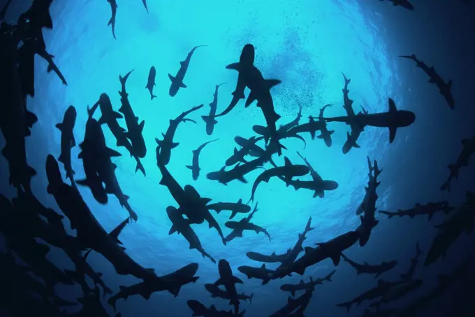 Whitetip reef sharks (Triaenodon obesus) pack silhouetted following scent trail in water column, Cocos Island, Costa Rica, Pacific Ocean