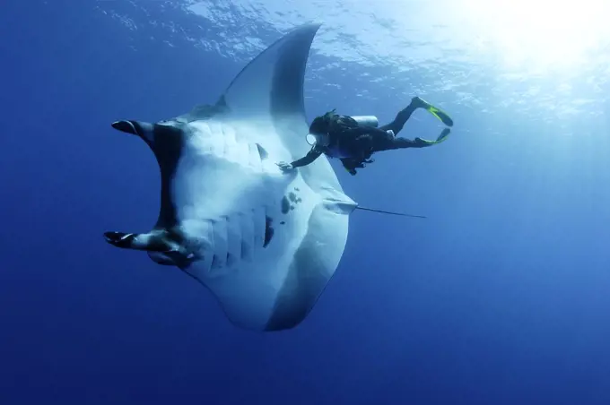 Scuba diver and Manta ray (Manta birostris), San Benedicto, Revillagigedo (Socorro) Islands, Mexico, East Pacific Ocean. Model released.