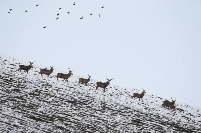 Red deer (Cervus elaphus) group of stags with Red grouse (Lagopus Lagopus scotius) flying overhead, Scotland, UK, January.