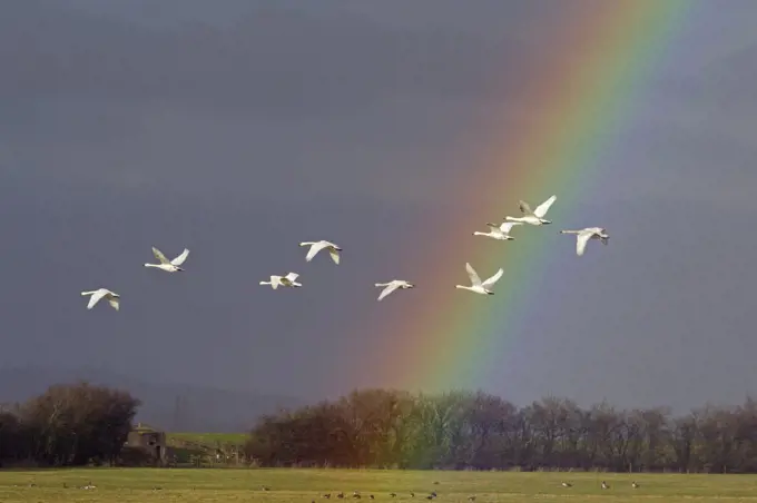 Bewick's swan (Cygnus columbianus) in flight with rainbow, Gloucestershire, England, UK, February.