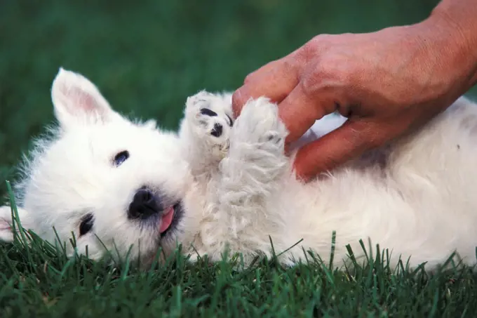 Domestic dog, West Highland Terrier / Westie puppy being petted.