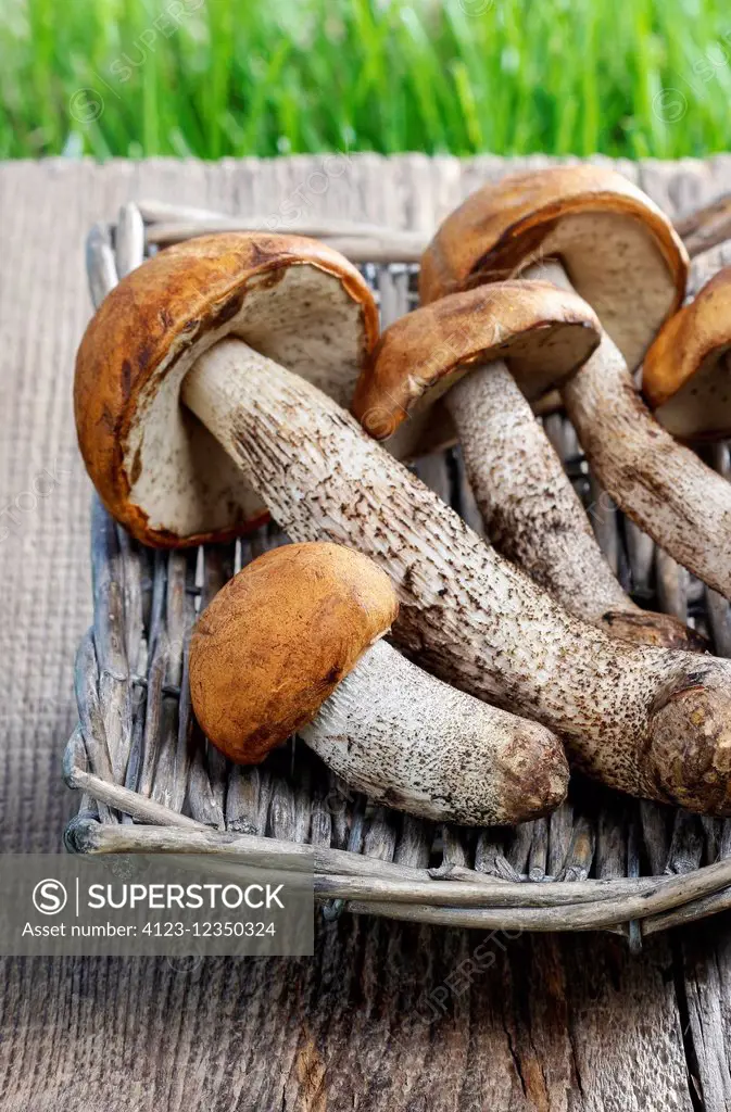 Mushrooms in the basket. Autumn dish