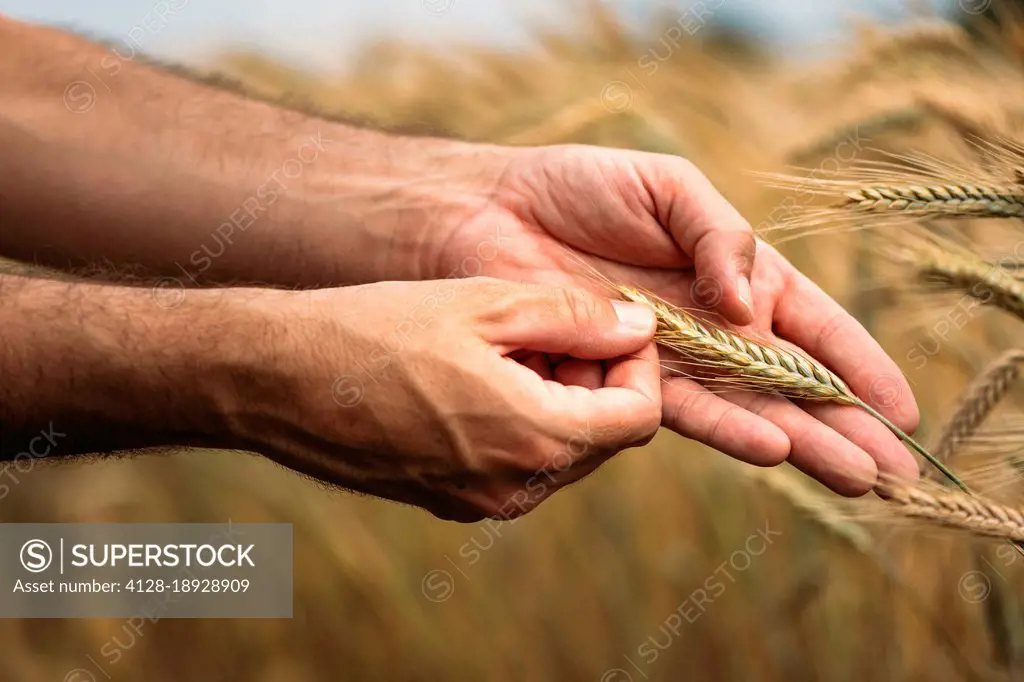 Farmer examining ripe barley crop
