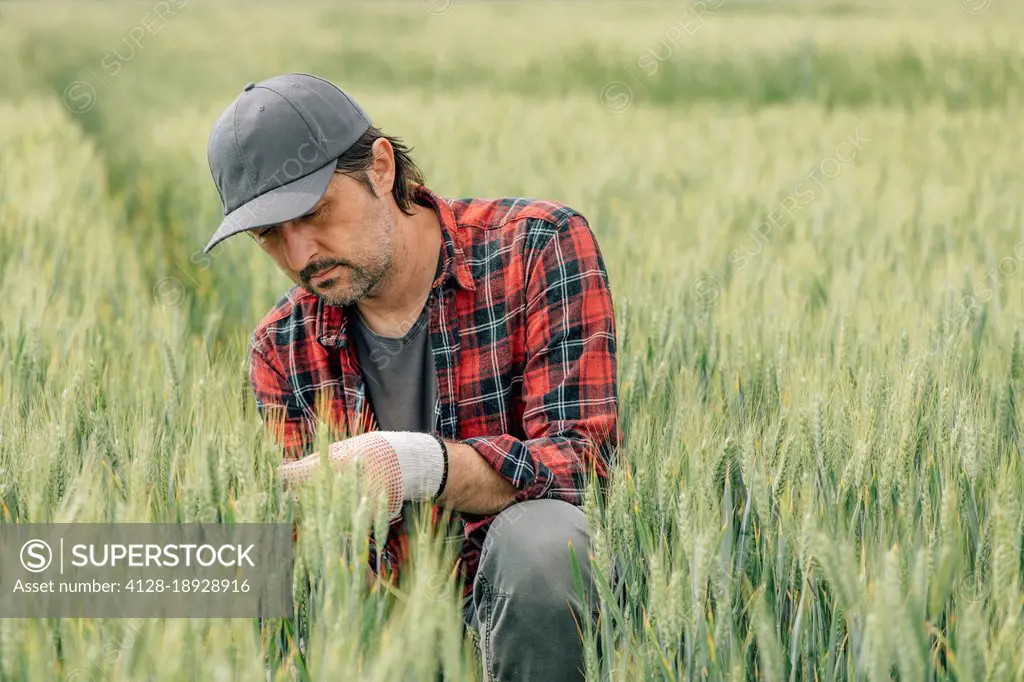 Farmer inspecting cereal crop