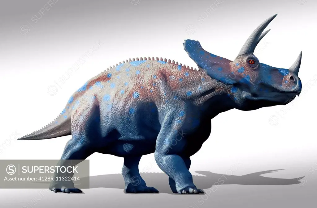 Artwork of a herd of triceratops dinosaurs. These animals were common in  the late Cretaceous period, from around 70 million years ago until the  extinc... - SuperStock
