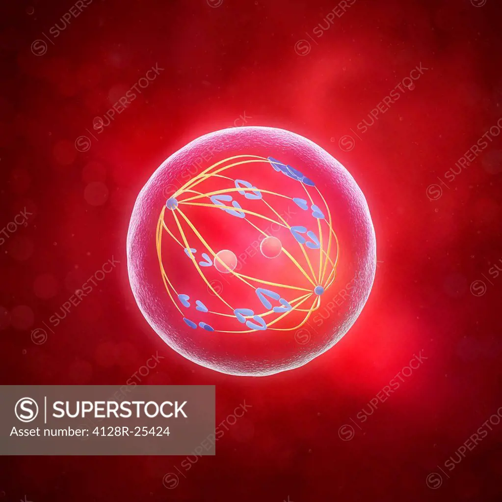 Meiosis. Computer artwork of the first meiotic division.