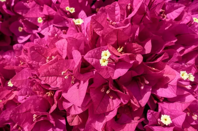 Bougainvillea flowers.