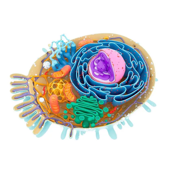 Cell structure, illustration.
